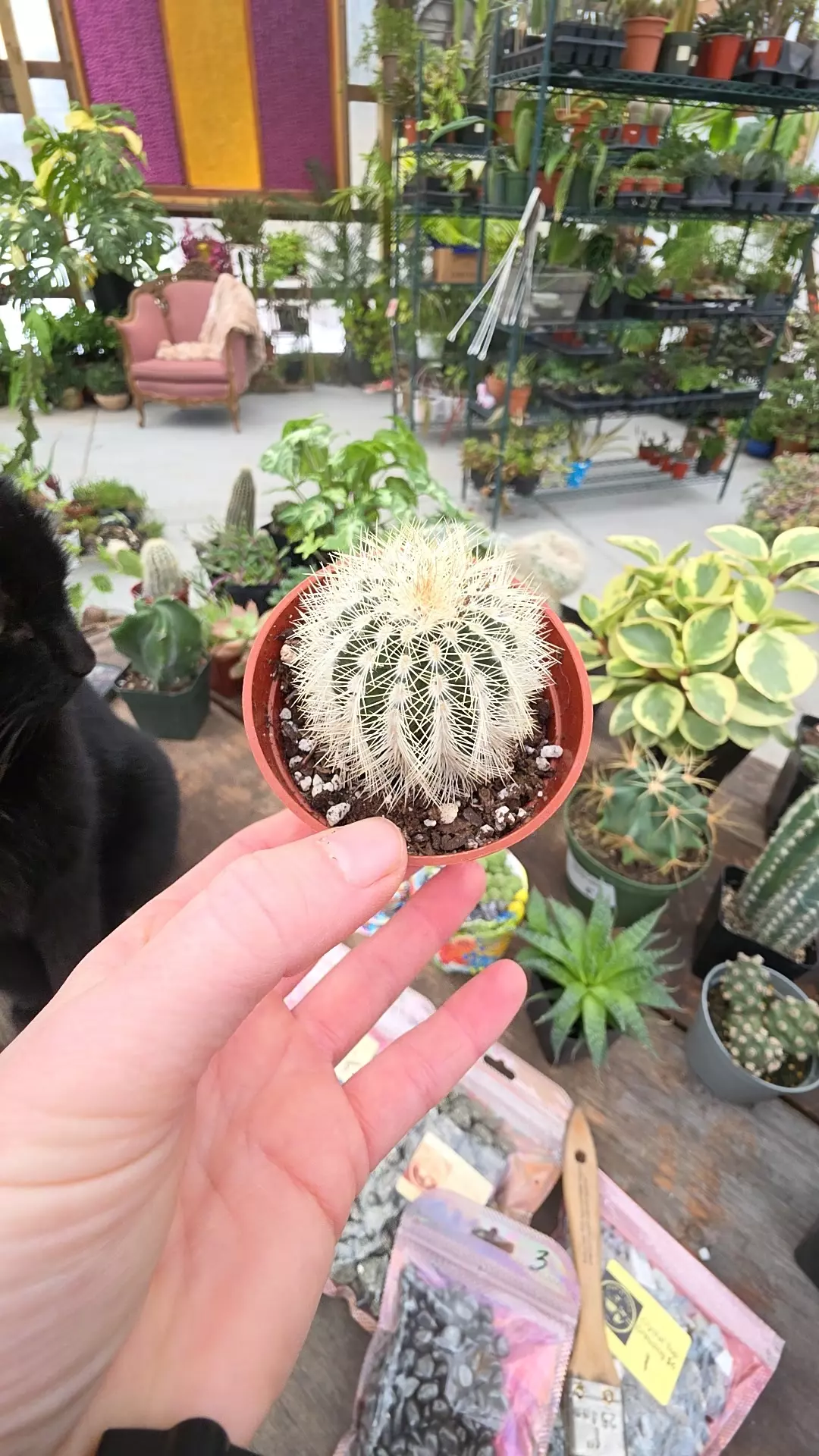 plant/lace hedgehog cactus-0