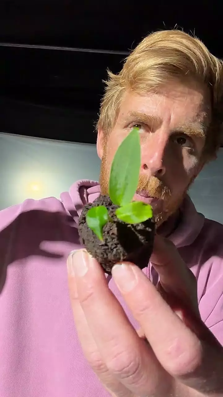 plant/Anth Warocqueanum acclimated TC growers choice-0