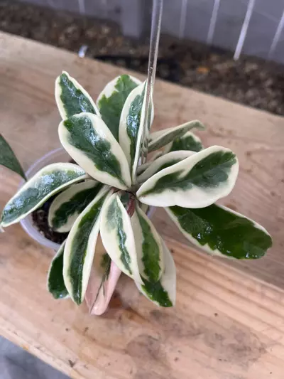 plant/Hoya Susie Q (rooted plant)-0-thumbnail
