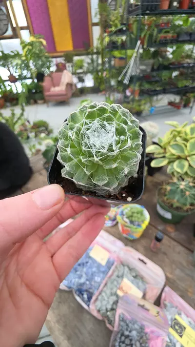 plant/cobwebs semp-0-thumbnail