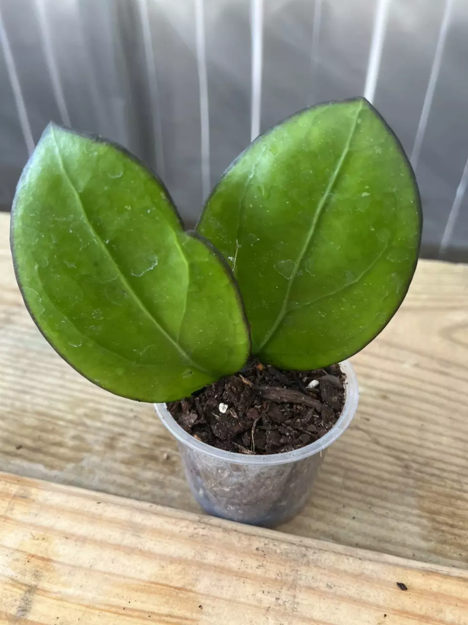 plant/Hoya hybrid Nathalie x Unknown cutting-0
