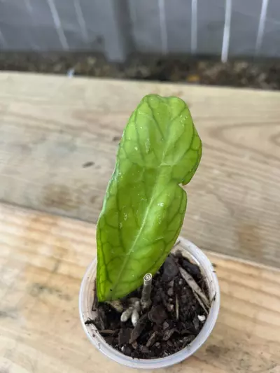 plant/Hoya Tanggamus cutting-0-thumbnail