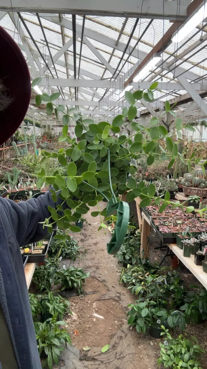 plant/H805 cumingiana-0