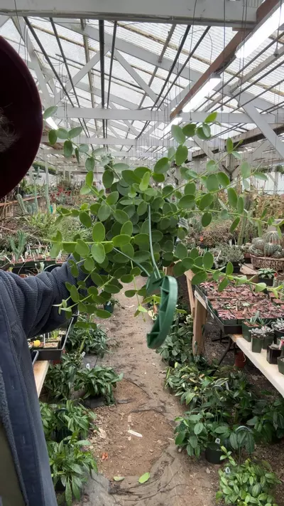 plant/H805 cumingiana-0-thumbnail