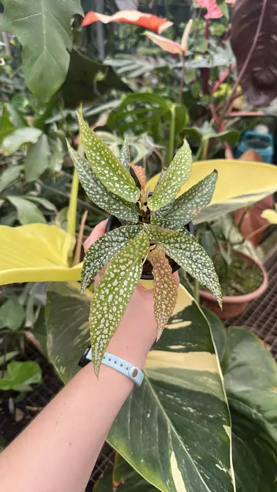 plant/PS-2574 Begonia 'White Ice'-0-thumbnail