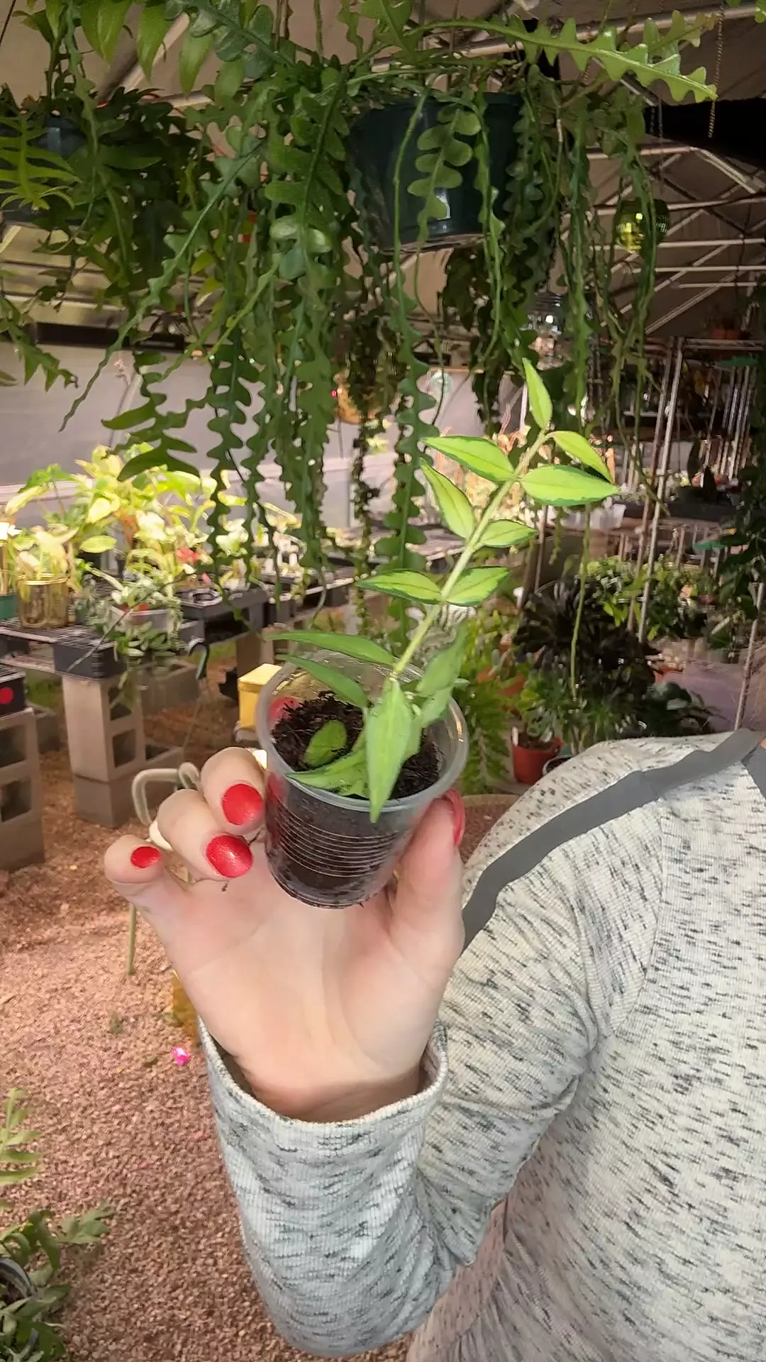 plant/1 inch Inner Variegated Bella-0