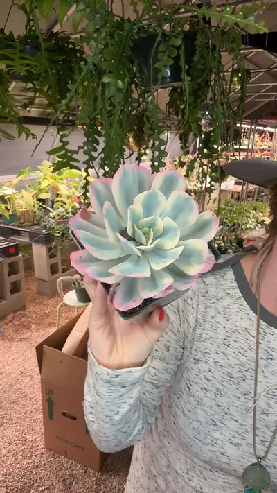 plant/Echiveria Secunda Variegated-0-thumbnail