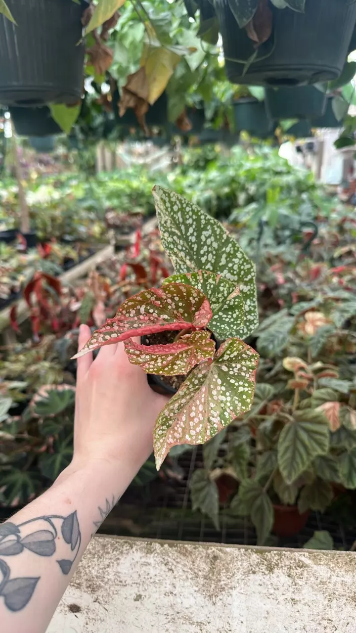 plant/PS-2638 Begonia 'Snow Capped' (Variegated)-0