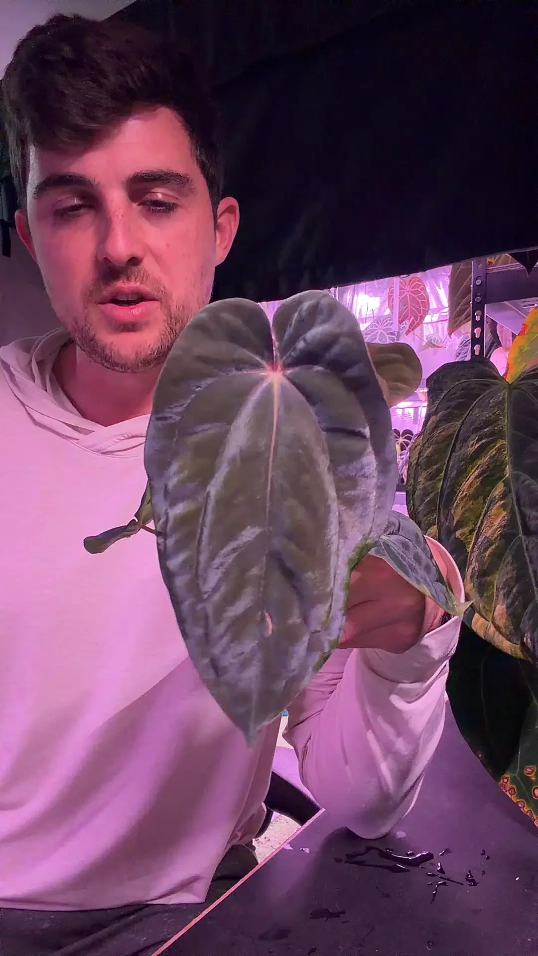 plant/BVEP RF2 x Red Vein (RxF f2)-0