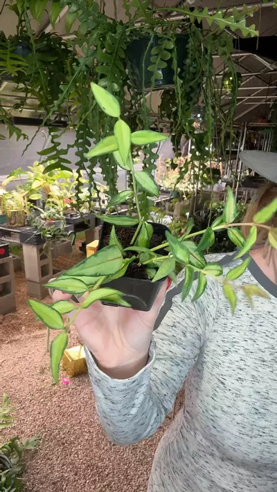 plant/2 inch inner variegated Bella-0-thumbnail