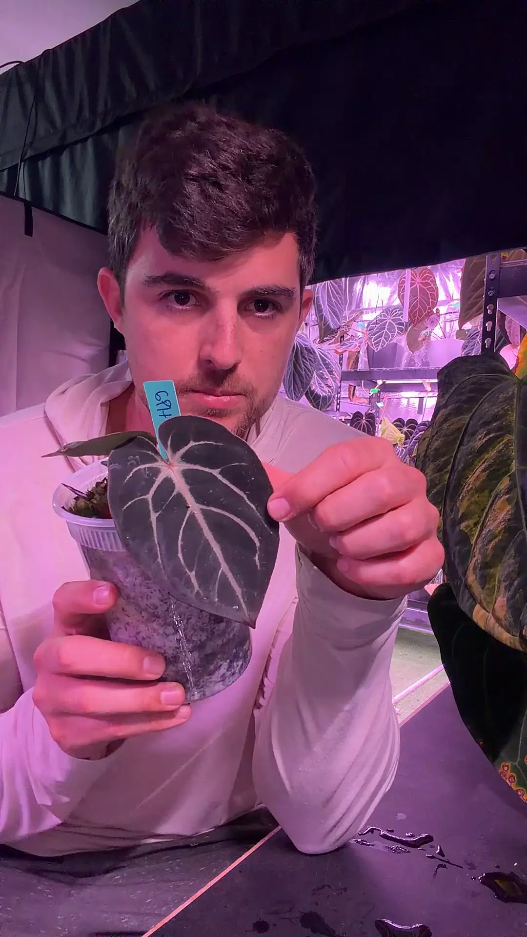 plant/carlablackiae GPH001 self select-0