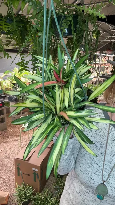 plant/6 inch Variegated Wayettii-0-thumbnail