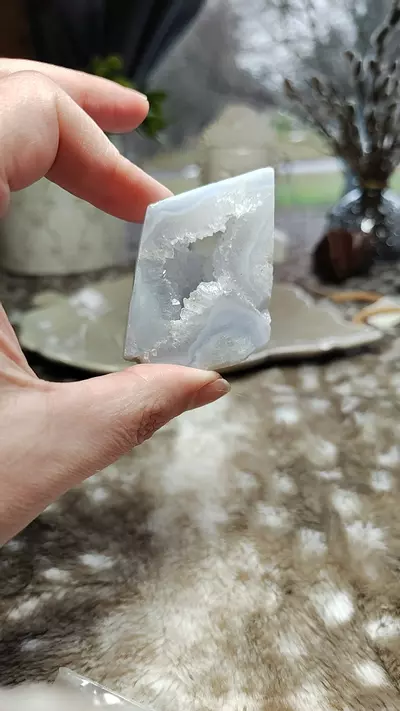 plant/Blue Lace #2-0-thumbnail