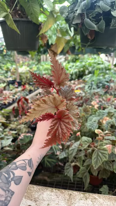 plant/PS-2688 Begonia serratipetala-0-thumbnail