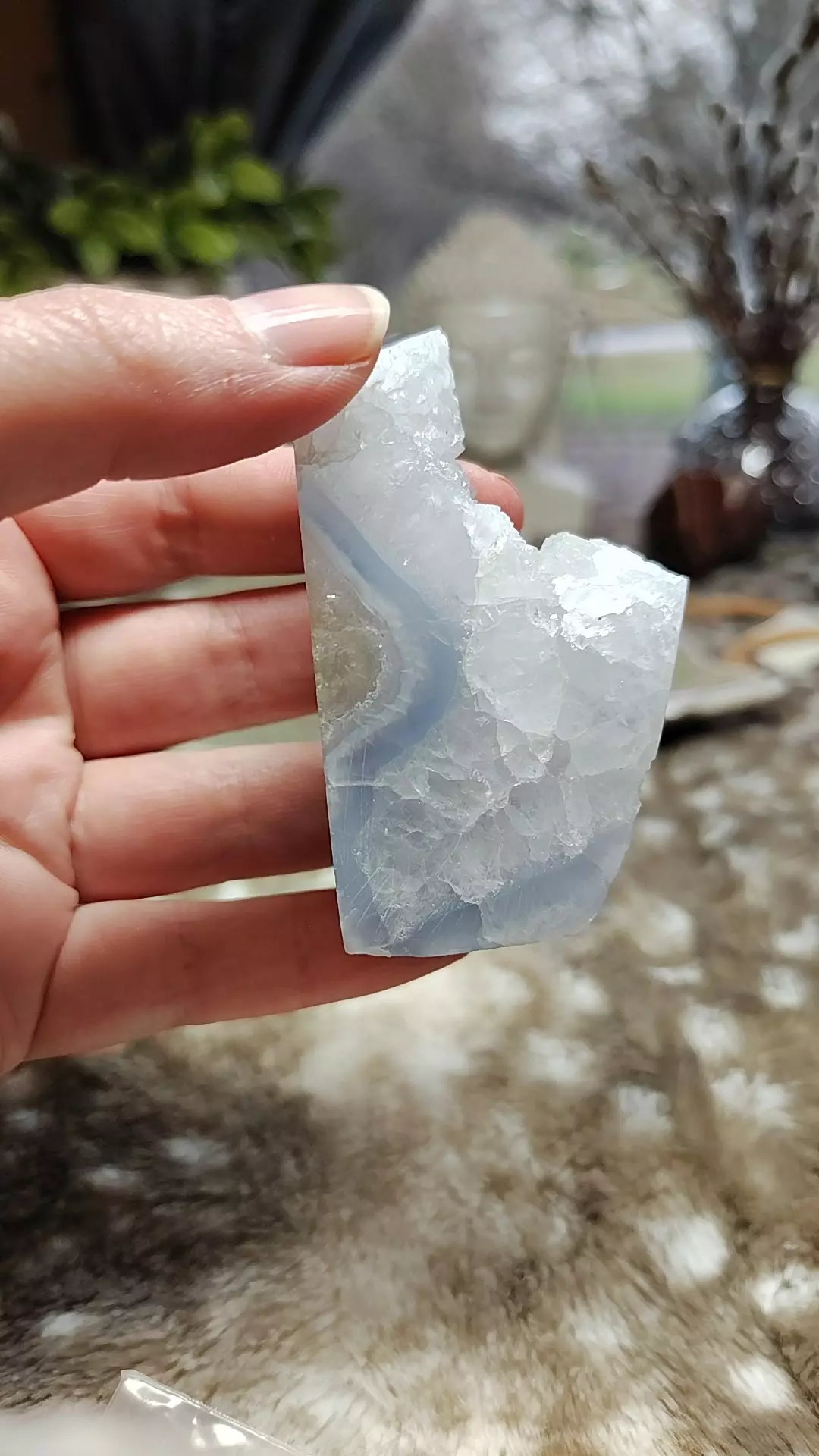 plant/Blue lace #1-0