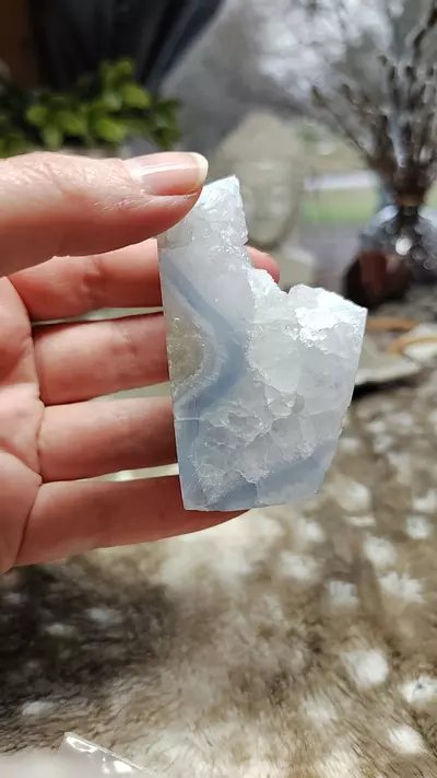 plant/Blue lace #1-0-thumbnail