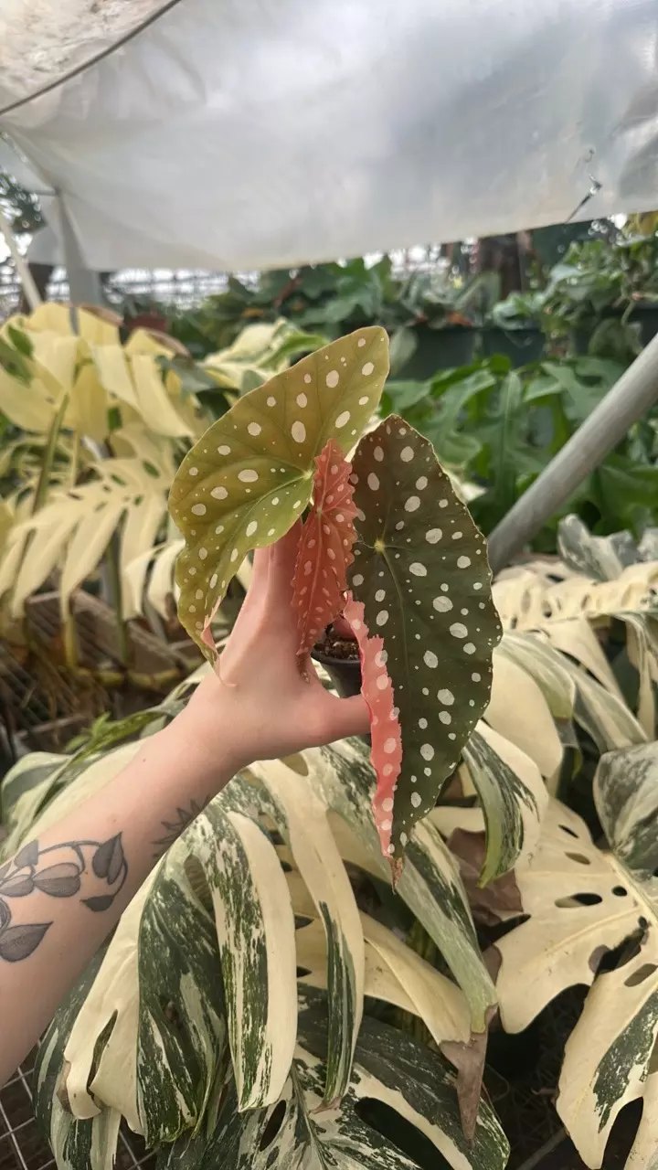plant/PS-2631 Begonia maculata (Variegated)-0
