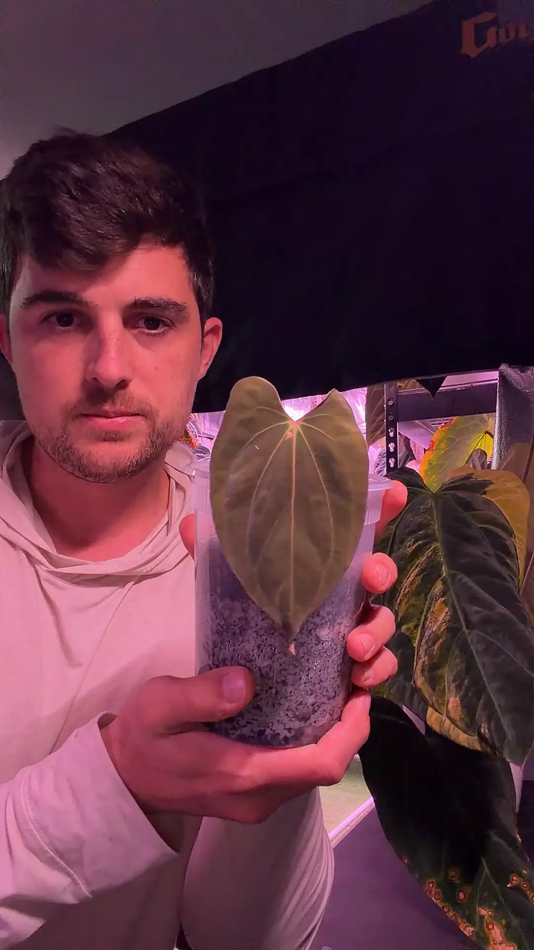 plant/Vanderbilt Pap-0