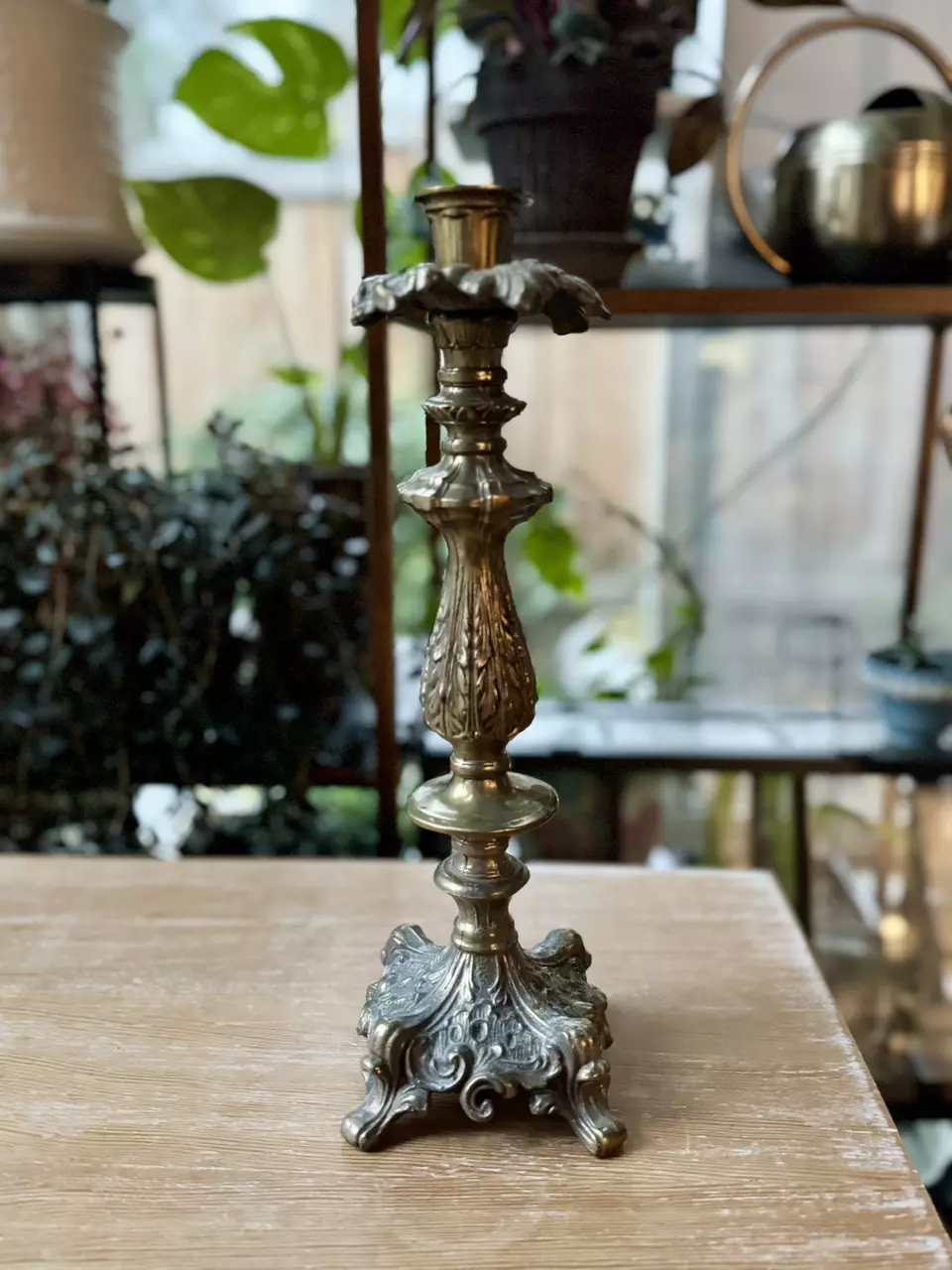 plant/Ornate brass candlestick-0