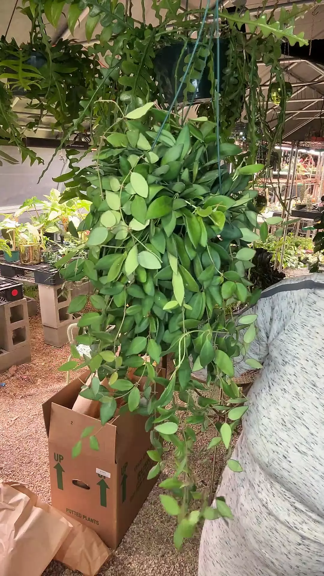 plant/XL Trailing Burtonaie-0