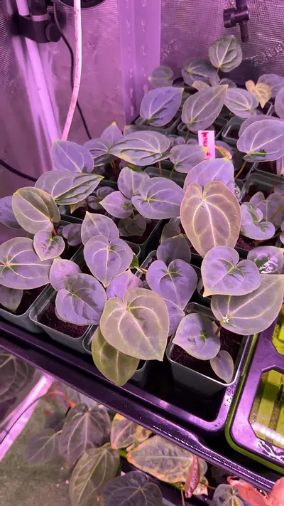 plant/Besseae aff. x Heinz-0-thumbnail