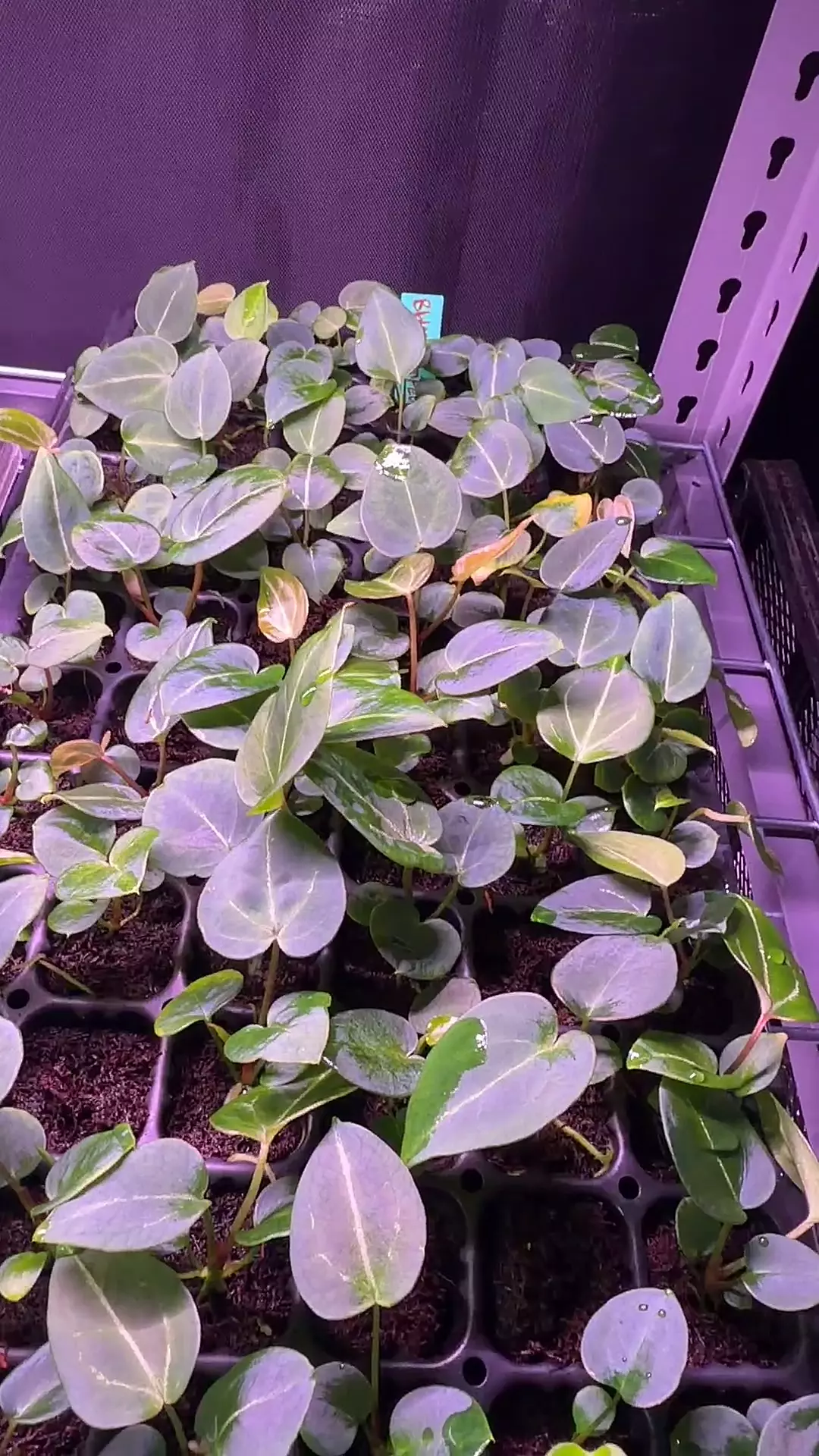 plant/BWM x Stripey *grower’s choice*-0