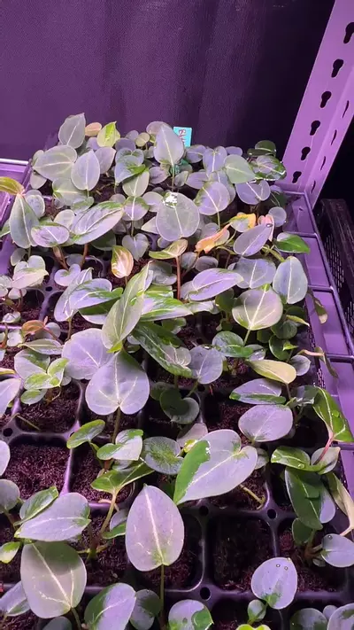 plant/BWM x Stripey *grower’s choice*-0-thumbnail