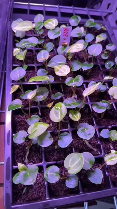 plant/Red crystal premium x Heinz-0-thumbnail