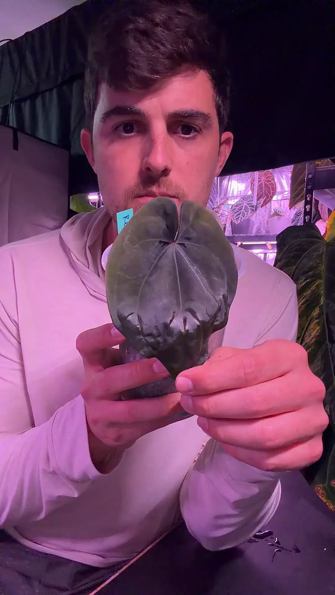 plant/Dressleri RG F1B “Ivy”-0