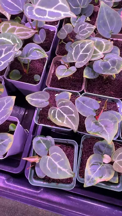 plant/Choco x Labyrinth-0-thumbnail