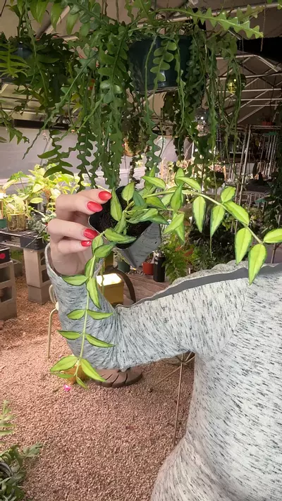 plant/2 inch Inner Var. Bella-0-thumbnail