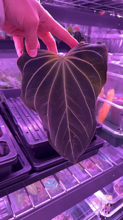 plant/NSE Bench “Katie”-0-thumbnail