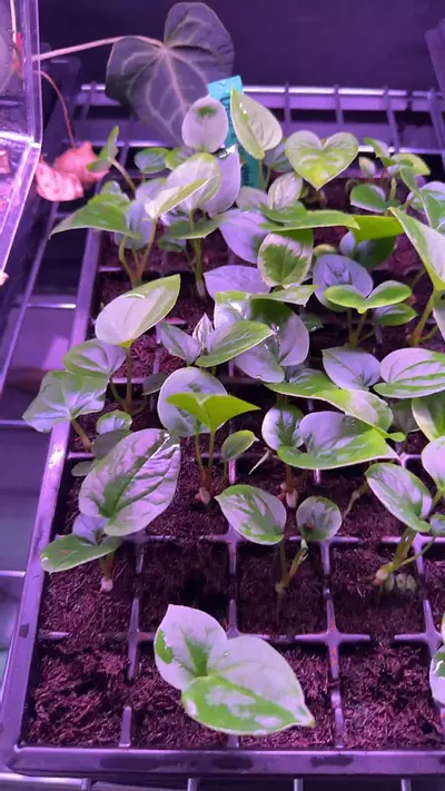 plant/Dressleri RG x ((dress x Carla) x splendidum)-0-thumbnail