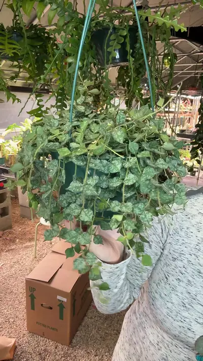 plant/6 inch Curtisii-0-thumbnail