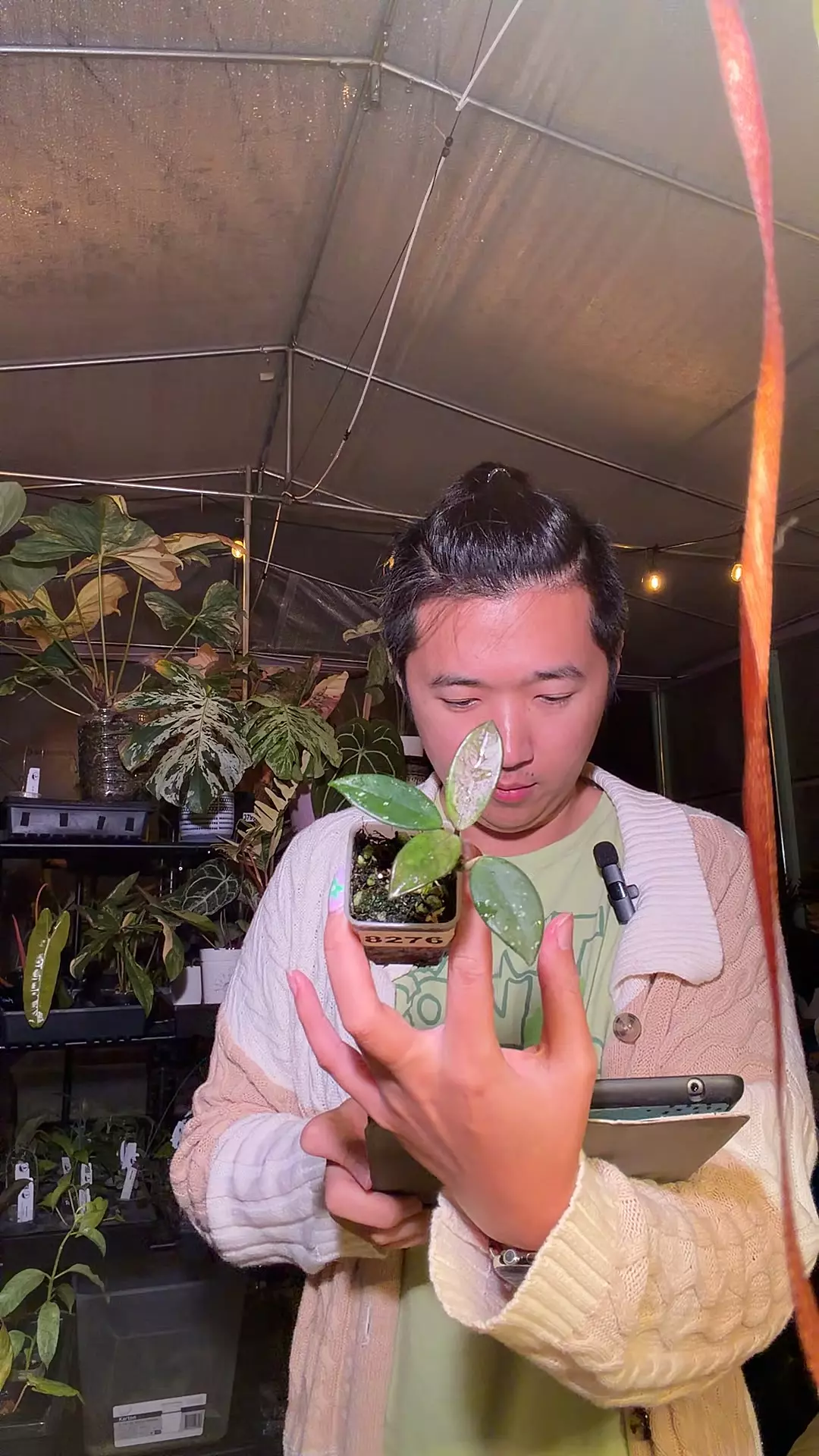 plant/hoya Russian Wilbur graves-0