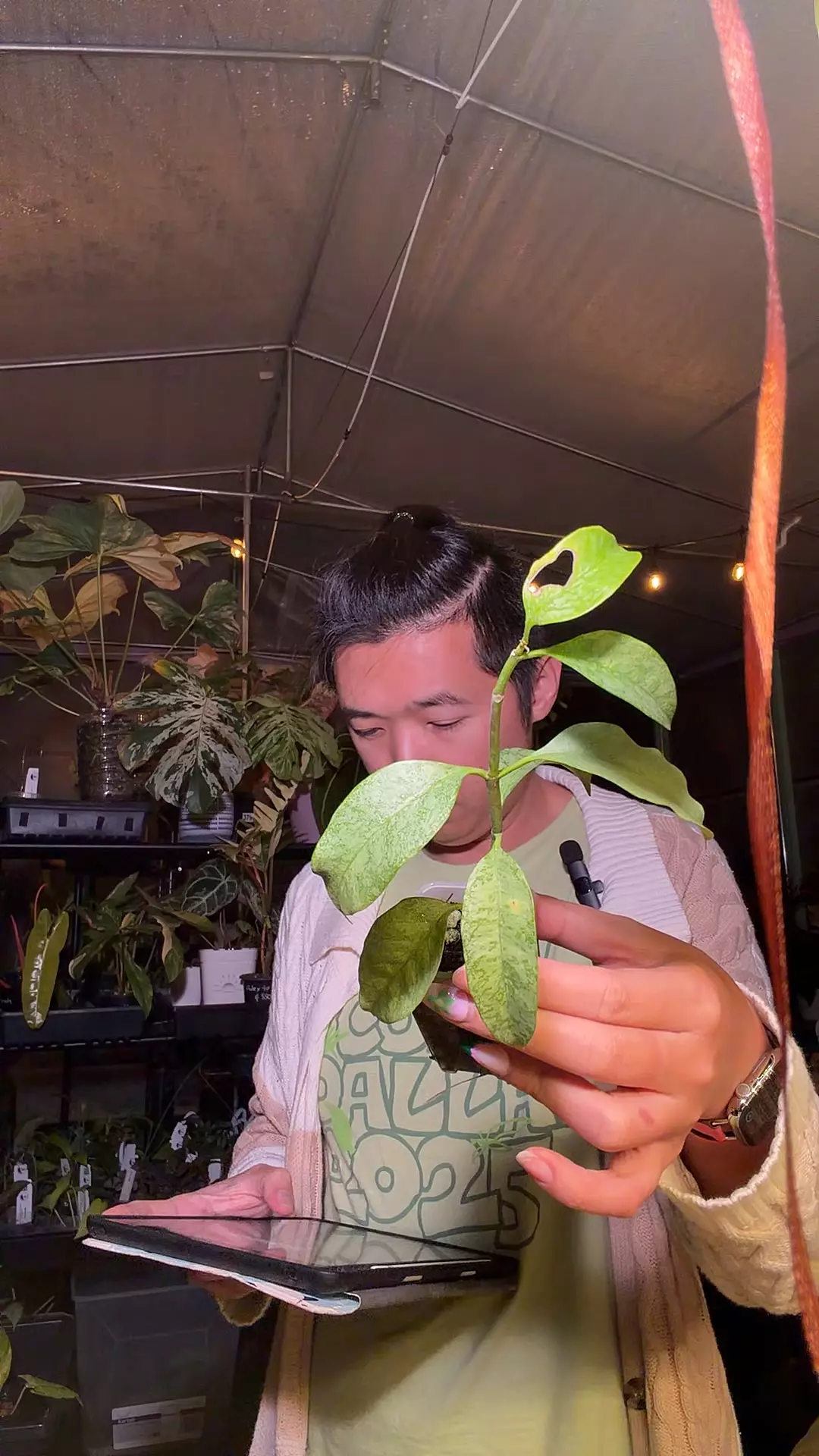 plant/hoya multiflora silver ‘Wonderphil’ 8343-0