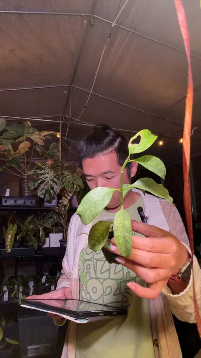 plant/hoya multiflora silver ‘Wonderphil’ 8343-0-thumbnail