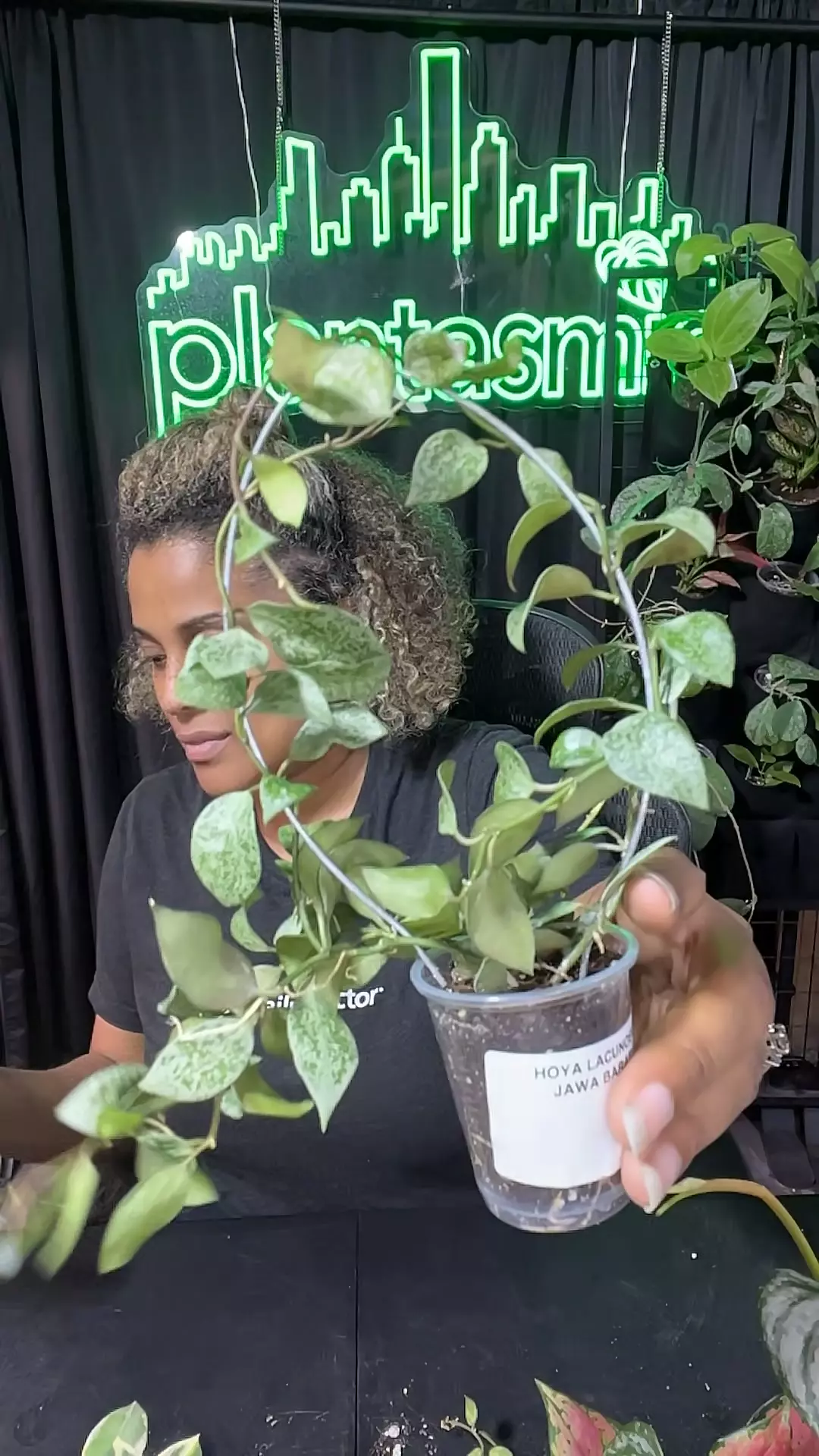 plant/hoya Jawa barat-0