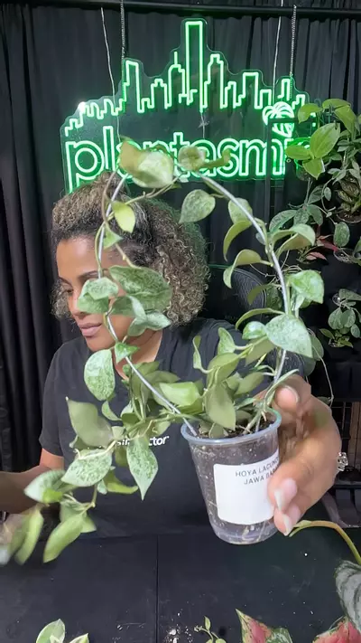 plant/hoya Jawa barat-0-thumbnail