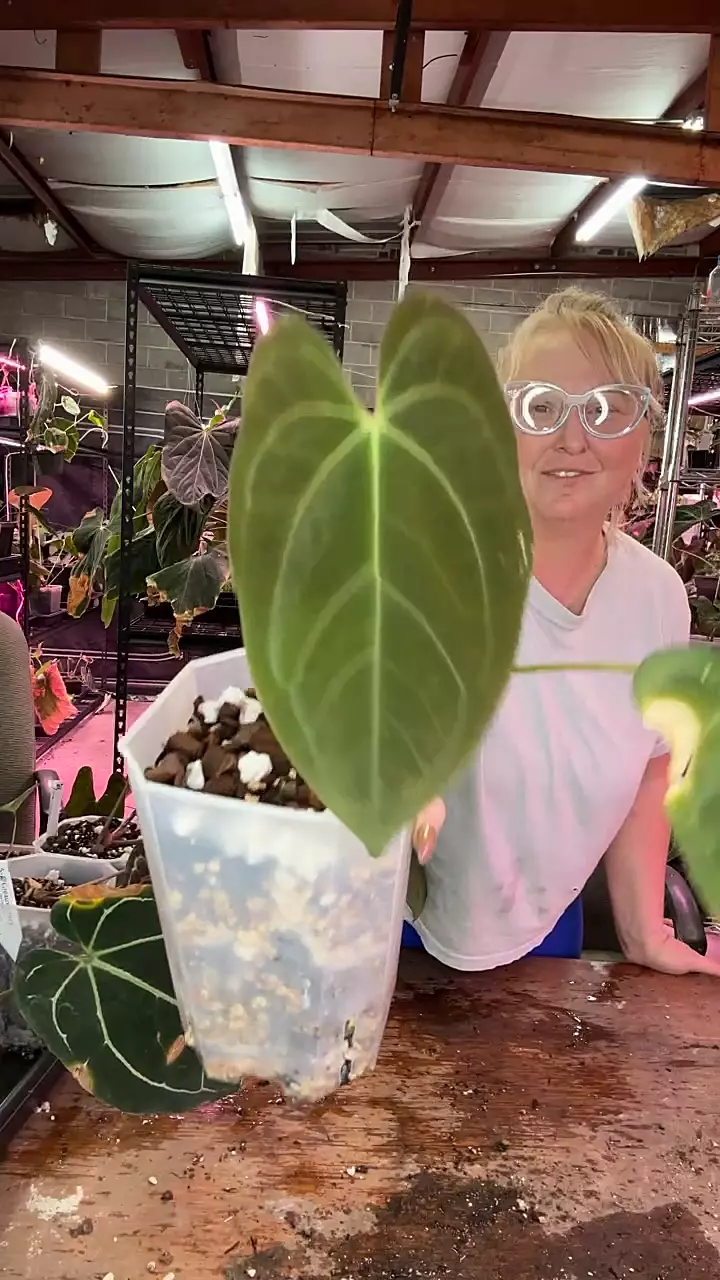 plant/J216 Red Mama x FS offset-0