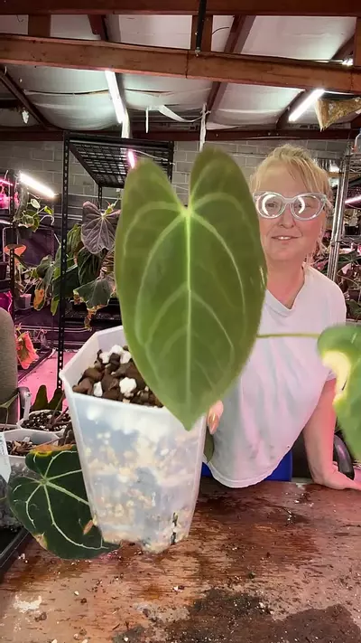 plant/J216 Red Mama x FS offset-0-thumbnail