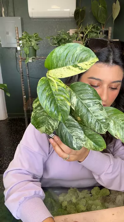 plant/Rhaphidophora puberula albo-0-thumbnail