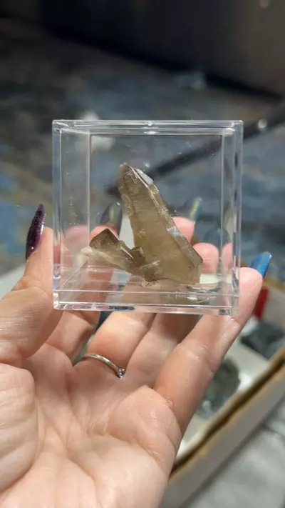 plant/Malawi Smokey quart-0-thumbnail