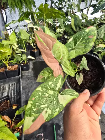 plant/Syngonium Tricolor 0429-0-thumbnail