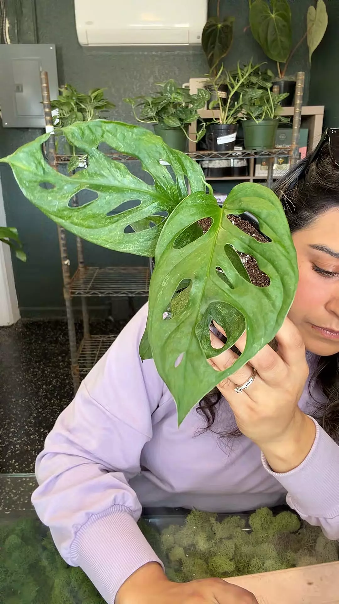 plant/monstera Adansonii mint 4”-0