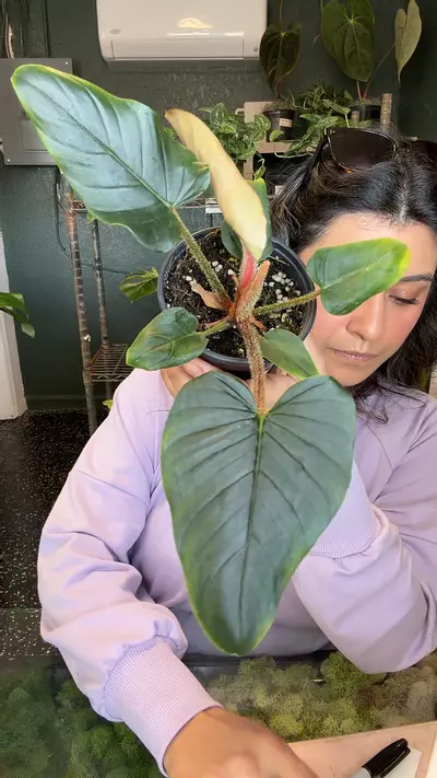 plant/Philo Serpens 4”-0-thumbnail