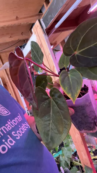 plant/J999 (Carla x Port) X (Port x Bess)-0-thumbnail