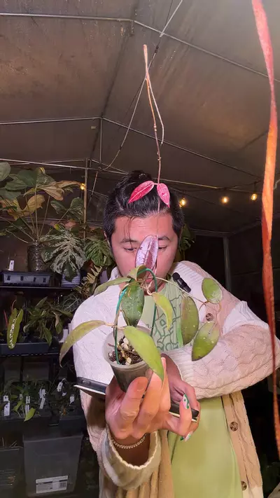 plant/Hoya sp masala 8338-0-thumbnail