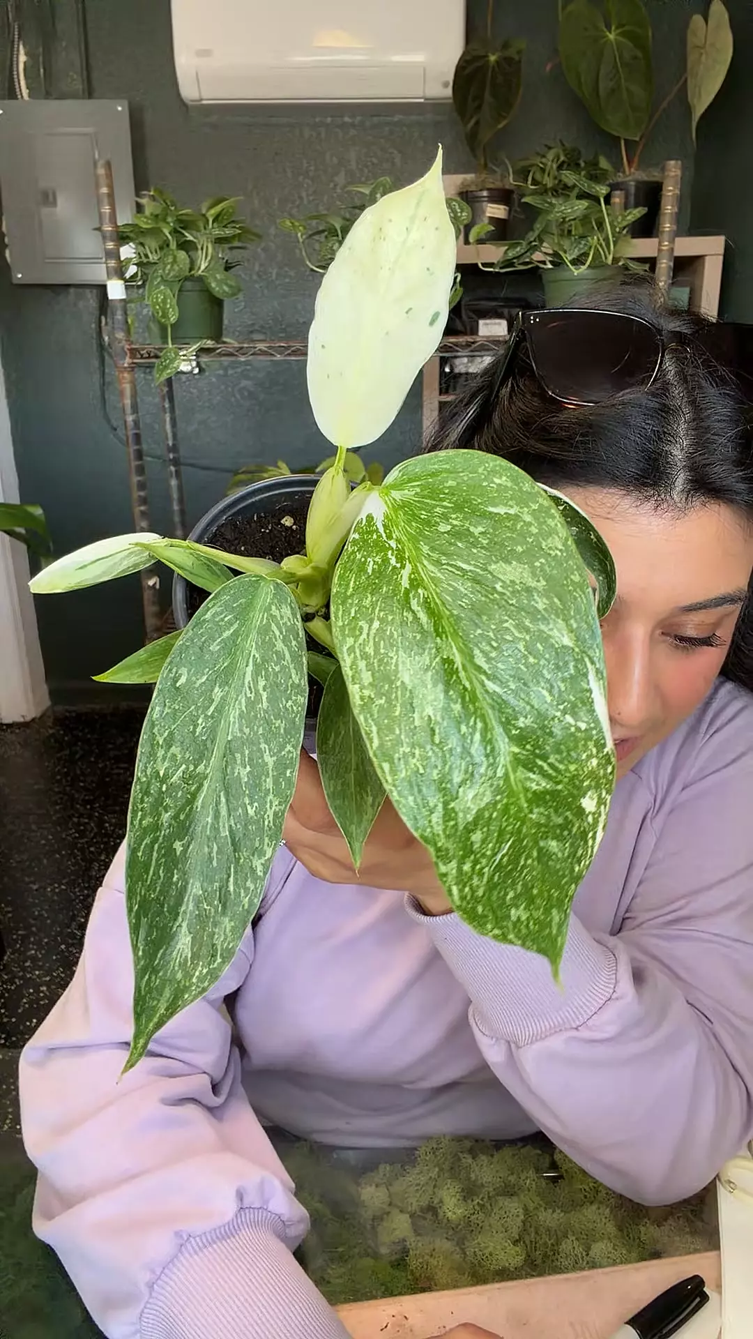 plant/Philo Jose Buono fiesta-0