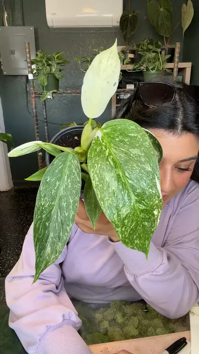 plant/Philo Jose Buono fiesta-0-thumbnail